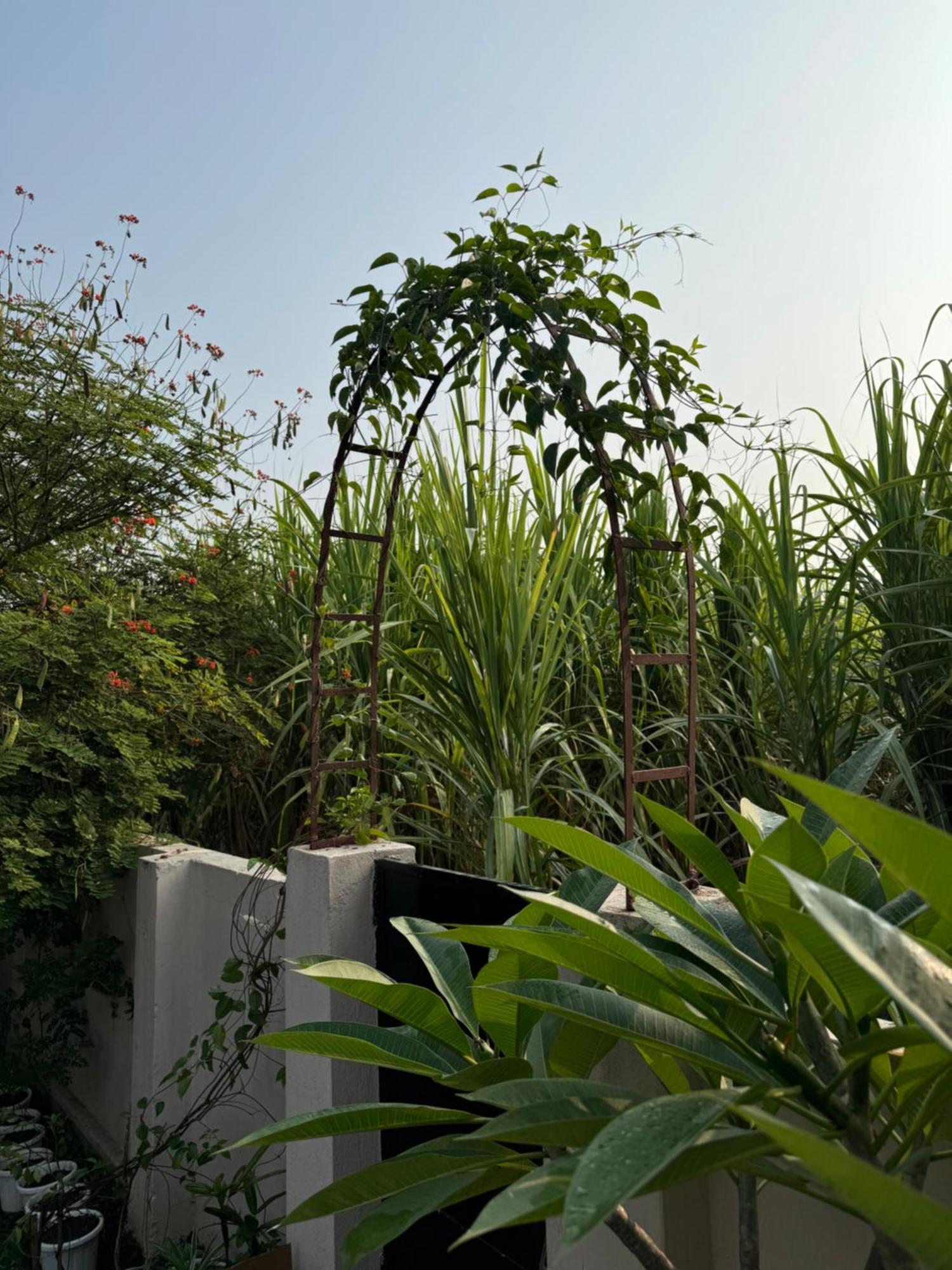 The Bougainvillea Cottage Farmstay Near Dehradun , 2 Bedroom Private Cottage Next To Fields And Orchards With Hill Views מראה חיצוני תמונה
