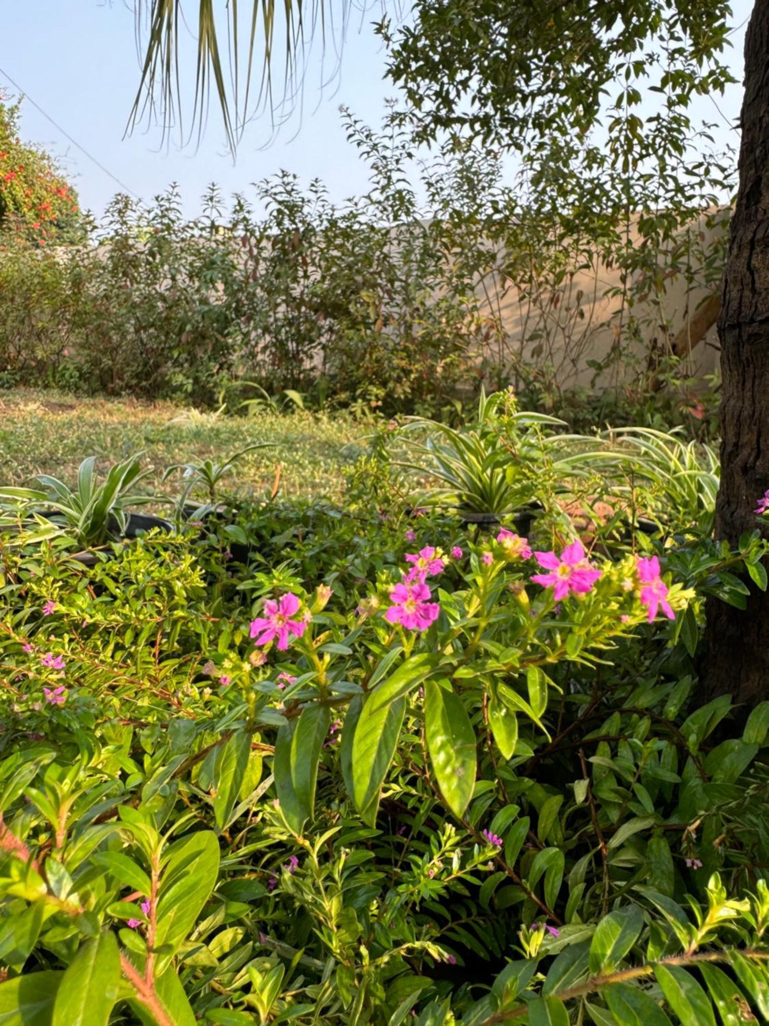 The Bougainvillea Cottage Farmstay Near Dehradun , 2 Bedroom Private Cottage Next To Fields And Orchards With Hill Views מראה חיצוני תמונה