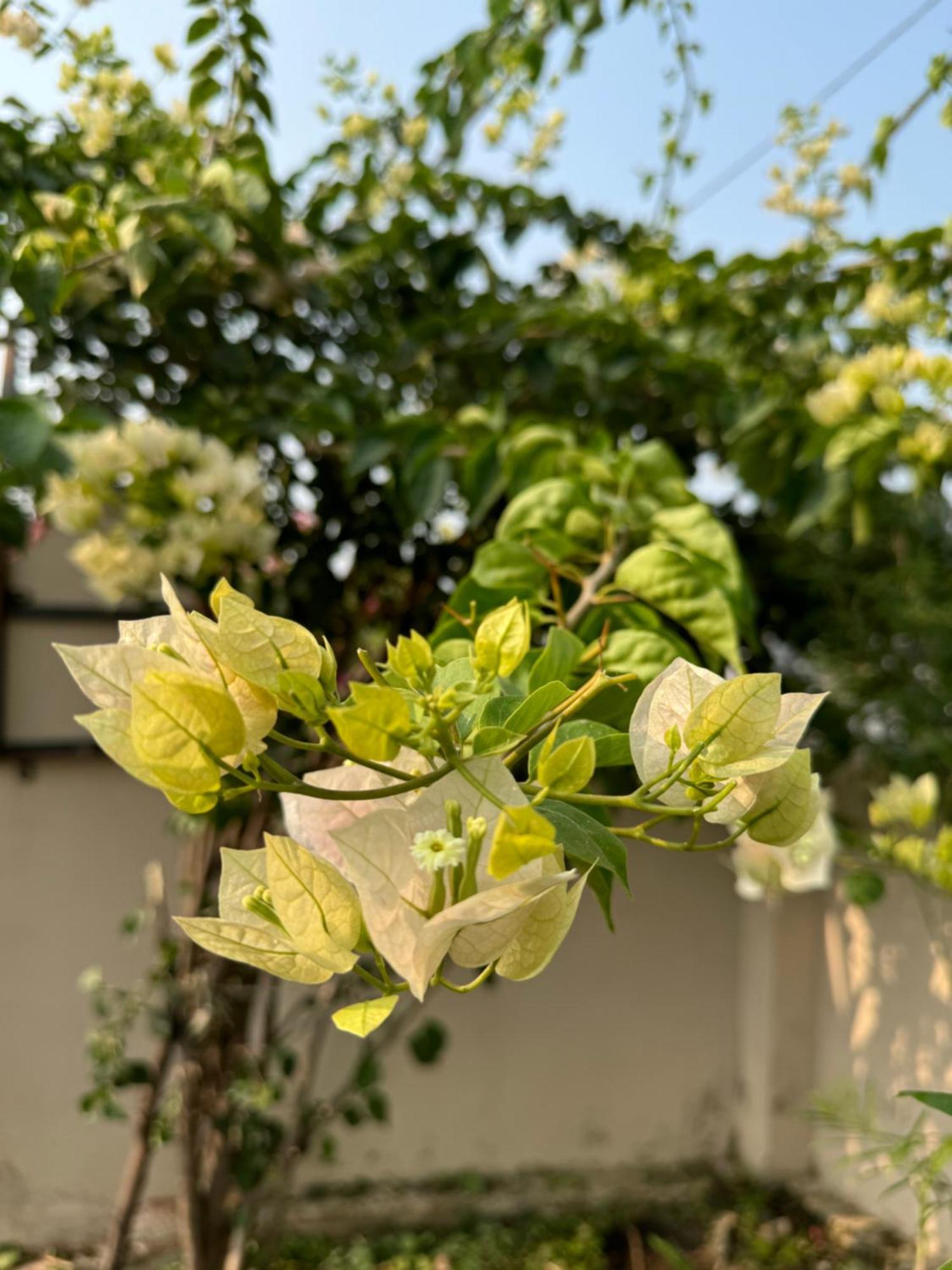 The Bougainvillea Cottage Farmstay Near Dehradun , 2 Bedroom Private Cottage Next To Fields And Orchards With Hill Views מראה חיצוני תמונה